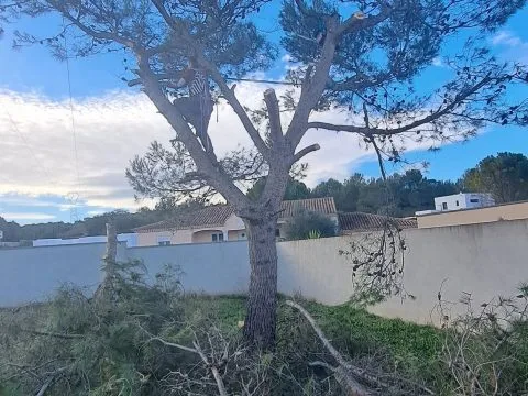 Entretien de jardin : jardin entretenu autour d'une piscine, oliviers et haies taillées, photo 2