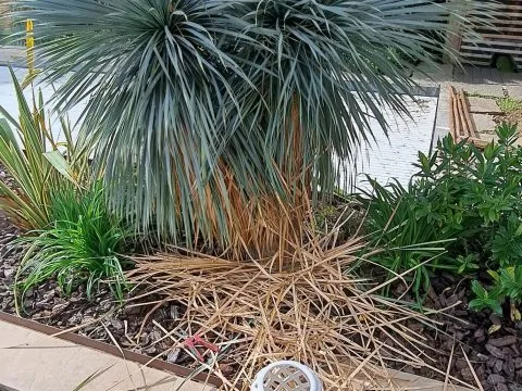Entretien de jardin : jardin entretenu autour d'une piscine, oliviers et haies taillées, photo 4