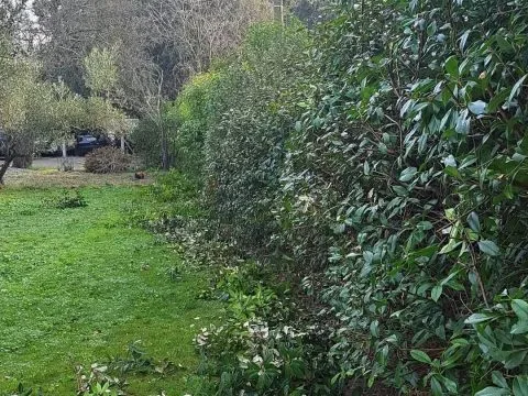 Entretien de jardin : jardin entretenu autour d'une piscine, oliviers et haies taillées, photo 6