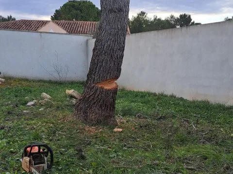Entretien de jardin : jardin entretenu autour d'une piscine, oliviers et haies taillées, photo 8
