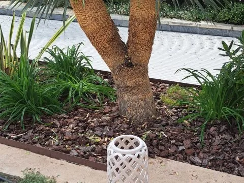Entretien de jardin : jardin entretenu autour d'une piscine, oliviers et haies taillées, photo 9