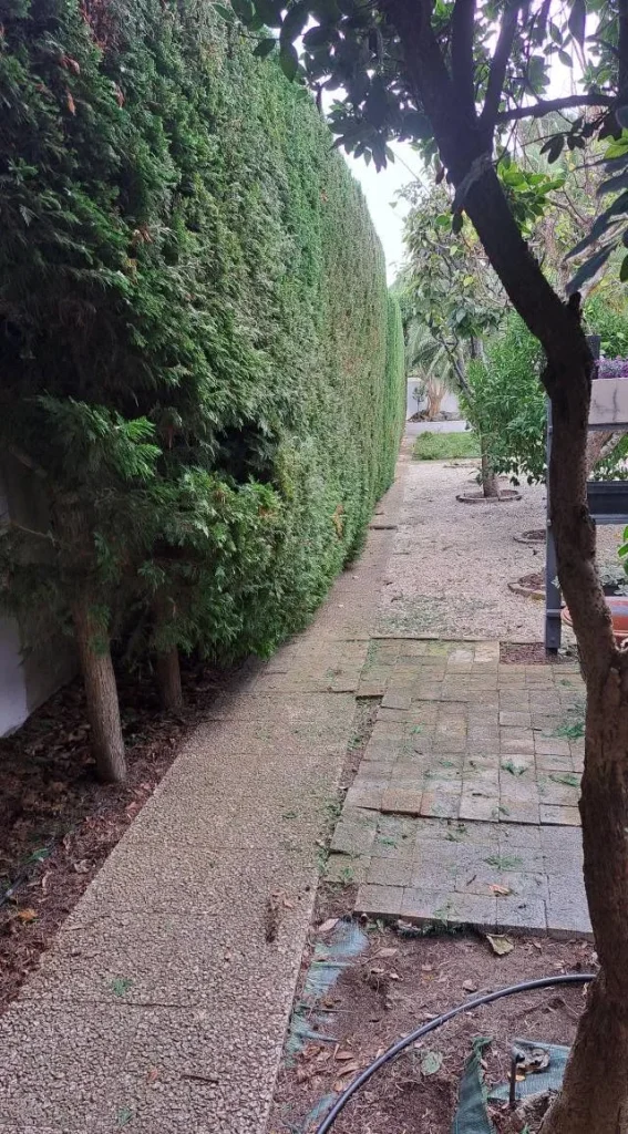 Taille d'arbustes : haies et arbustes taillés dans un jardin avec piscine, photo 2