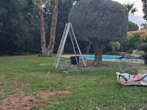 Taille d'arbustes : haies et arbustes taillés dans un jardin avec piscine, photo 4