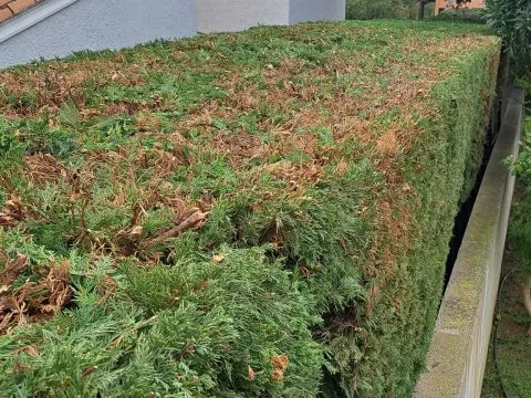 Taille d'arbustes : haies et arbustes taillés dans un jardin avec piscine, photo 8