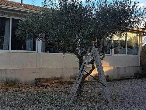 Taille d'olivier : olivier taillé en nuage dans une cour gravillonnée, photo 2