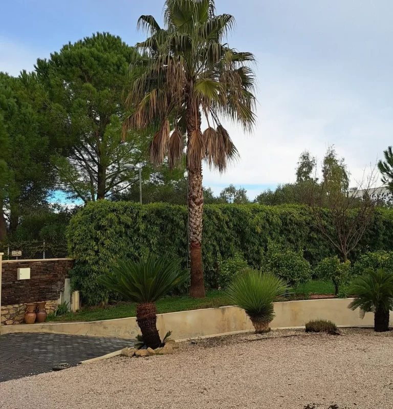 Taille de palmiers : palmiers taillés depuis une échelle, déchets de taille au sol