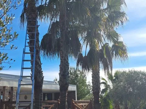 Taille de palmiers : palmiers taillés depuis une échelle, déchets de taille au sol, photo 2